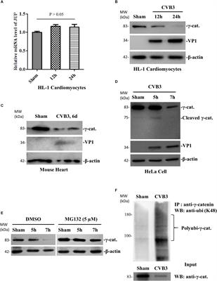 Cleavage of Desmosomal Cadherins Promotes γ-Catenin Degradation and Benefits Wnt Signaling in Coxsackievirus B3-Induced Destruction of Cardiomyocytes